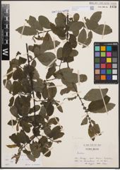 Foto von Salix cinerea L.